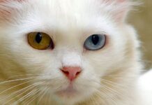 Turkish Songs and Stories in the Town