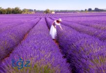 The Sacred Hippopotamus of Papremis